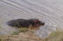 3 Day Private 4x4 Jeep Tour in Masai Mara Safari