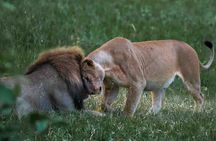Full-Day Safari Tour from Mikumi National Park of Zanzibar 