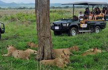 Full-Day Safari Tour from Mikumi National Park of Zanzibar 