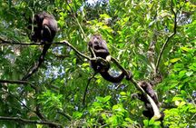 Tambopata National Reserve Tour (3 Days)