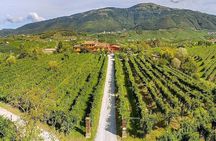 Prosecco Wine Tasting. Visit Treviso. From Venice 
