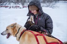 Sled Dog Sampler Ride in Fairbanks