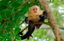 Locally Guided Tambopata Amazon Jungle Tour (4 days)