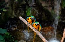 Tambopata Amazon Reserved Zone Exclusive Experience (6 Days)