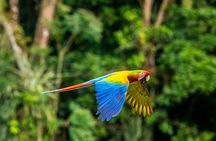 Tambopata Amazon Reserved Zone Exclusive Experience (6 Days)