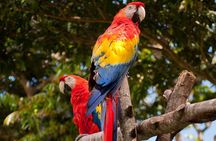 Tambopata Amazon Reserved Zone Exclusive Experience (6 Days)