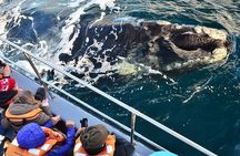 Peninsula Valdes Tour with Optional Whale Watching