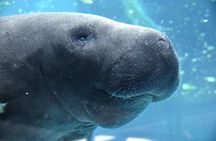 3 HOUR Swim with Manatees Crystal River -FREE Treasure Chest Hunt