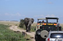  2-Day Amboseli Safari Witness Wildlife & Mt Kilimanjaro View 