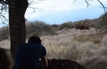 2-Day Amboseli Safari Witness Wildlife & Mt Kilimanjaro View 