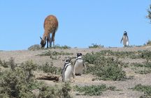 Wonderful Punta Tombo Penguin Rookery Tour for Cruise Passengers