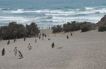 Wonderful Punta Tombo Penguin Rookery Tour for Cruise Passengers