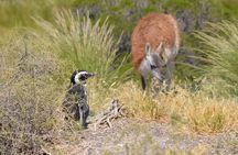 Wonderful Punta Tombo Penguin Rookery Tour for Cruise Passengers