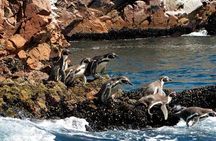 Ballestas Islands Tour from Puerto San Martin Cruise