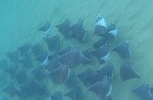 Non-Certified Diving Adventure in Cabo San Lucas