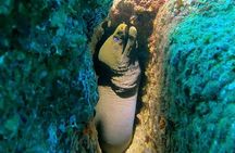 Non-Certified Diving Adventure in Cabo San Lucas