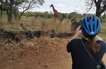  Cycling in a Forest close to Johannesburg and Pretoria 