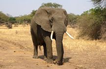 9 Days 8 Nights Walking Safari