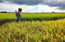 Back to Nature : Sekinchan Paddy Field, Fishing Village & Fireflies Tour