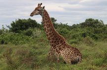 Shore Excursion Richards Bay Big 5 Safari Experience 