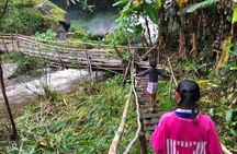 3-in-1: Doi Inthanon Tour, Elephant Sanctuary, and Trekking Trail