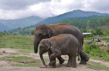 3-in-1: Doi Inthanon Tour, Elephant Sanctuary, and Trekking Trail