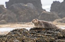 Snaefellsnes Peninsula Full Day Tour from Reykjavik