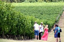 Pizzorno Winery with Lunch and Wine Tasting