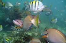 Half Day Party Boat and Snorkeling in Punta Cana
