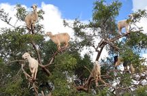 Full Day Essaouira Atlantic Coast City Guided Tour from Marrakech