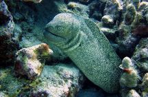Hilo's Remote Tropical Reef 2 Tank Boat Dive
