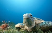 Hilo's Remote Tropical Reef 2 Tank Boat Dive
