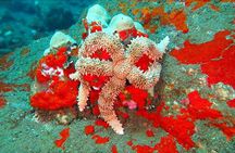 Hilo's Remote Tropical Reef 2 Tank Boat Dive