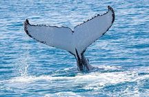 Royal Humpback Whale Exploration