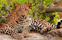 Golden Triangle Tour with Leopard Safari (Taj Mahal at Sunrise)