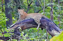 Golden Triangle Tour with Leopard Safari (Taj Mahal at Sunrise)