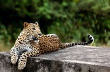 Golden Triangle Tour with Leopard Safari (Taj Mahal at Sunrise)