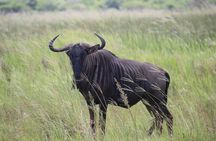 Shore Excursion Richards Bay Big 5 Safari Experience 