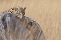 Chobe Extended Day Trip from Victoria Falls - Small Group
