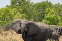 Chobe Extended Day Trip from Victoria Falls - Small Group