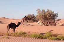 Petit Desert one day departure from Agadir