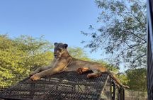 Safari in Bandia Reserve, and Visit the lion in Bandia Ranch