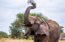 4 Days lodge &camping Tarangire,Serengeti, Ngorongoro Safari Tour