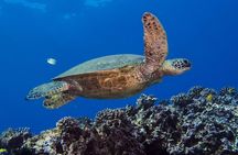 Small Group Shallow Reef Dive in Oahu