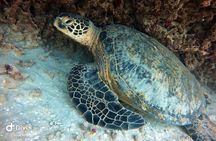 Small Group Shallow Reef Dive in Oahu