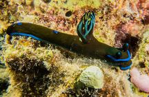 Small Group Shallow Reef Dive in Oahu