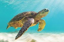 Powerboat and Snorkel Experience with Swimming Pigs and Turtles