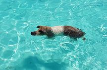 Powerboat and Snorkel Experience with Swimming Pigs and Turtles