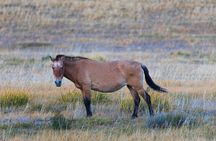 Private Khustain National Park and City Tour in Mongolia