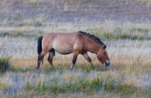 Private Khustain National Park and City Tour in Mongolia